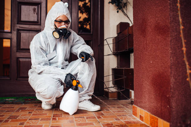 Attic and Crawl Space Rodent Treatment in Lemmon Valley