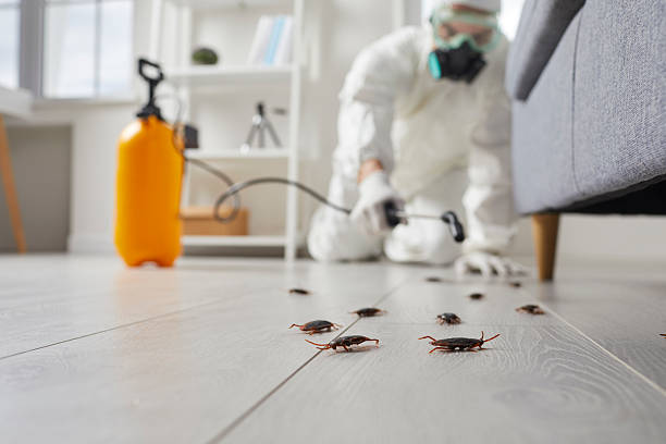 Commercial Rodent Management in Lemmon Valley